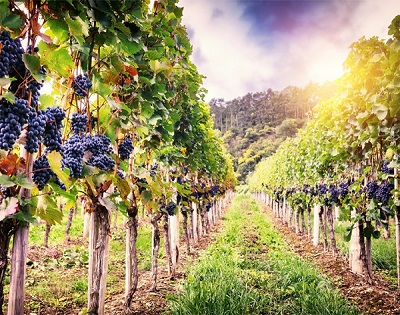 focus-on-vino